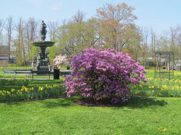 Home — Friends of the Public Gardens